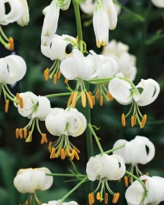 Lilium martagon Snowy Morning
